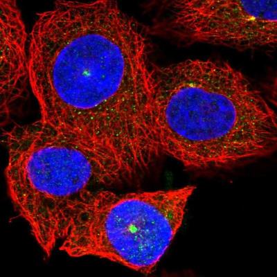 Immunocytochemistry/Immunofluorescence: VAV3 Antibody [NBP1-86382] - Staining of human cell line A-431 shows positivity in cytoplasm & centrosome.