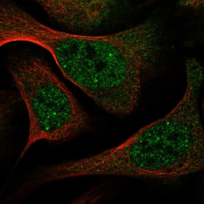 Immunocytochemistry/Immunofluorescence: Virilizer Antibody [NBP1-85118] - Staining of human cell line U-2 OS shows positivity in nucleus but not nucleoli & cytoplasm.