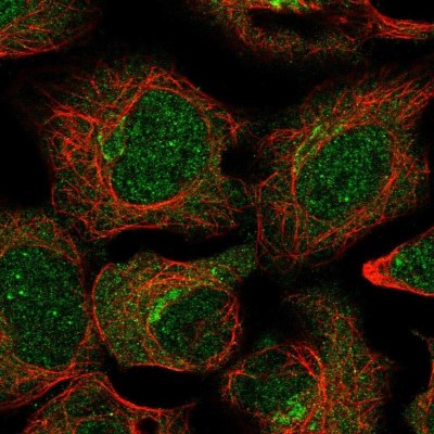 Immunocytochemistry/Immunofluorescence: TRIM27 Antibody [NBP2-13482] - Staining of human cell line HEK 293 shows positivity in nucleus but not nucleoli, cytoplasm & golgi apparatus.