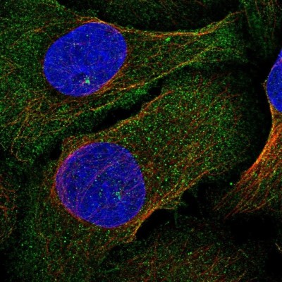 Immunocytochemistry/Immunofluorescence: PLEKHA4 Antibody [NBP2-47331] - Analysis of human cell line U-2 OS shows positivity in plasma membrane, cytoplasm, cytokinetic bridge & centrosome.