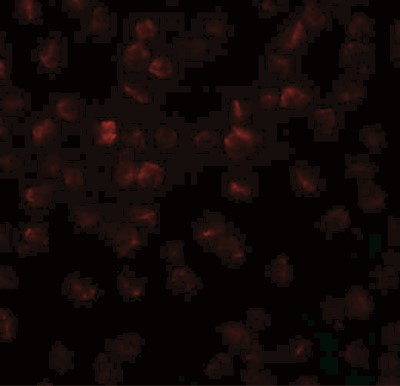Immunocytochemistry/Immunofluorescence: Apc11 Antibody [NBP1-76260] - Immunofluorescence of APC11 in 3T3 cells with APC11 antibody at 20 ug/mL.