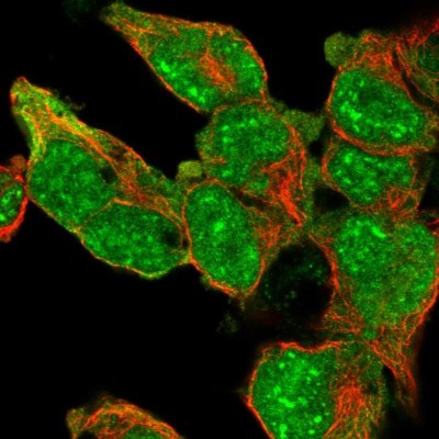 Immunocytochemistry/Immunofluorescence: SC35 Antibody [NBP2-47290] - Analysis of human cell line HEK 293 shows positivity in nucleus & cytoplasm.