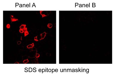 Immunocytochemistry/Immunofluorescence: Carbonic Anhydrase IX/CA9 Antibody [NB100-417] - Analysis of Biotin conjugated antibody on HEK 293 cells. Panel A shows CAIX-transfected cells (epitope-unmasked with SDS) and panel B shows mock transfected cells.