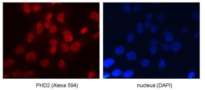 Immunocytochemistry/Immunofluorescence: EGLN1/PHD2 Antibody [NB100-137] - Staining of endogenous PHD2 in U2OS cells. Image from verified customer review.