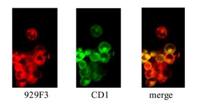 Immunocytochemistry/Immunofluorescence: Langerin/CD207 Antibody (929F3.01) [DDX0362P-100] - Langerin Antibody (929F3.01) [DDX0362P-100] - IF staining on isolated skin-isolated porcine Langerhans cells.