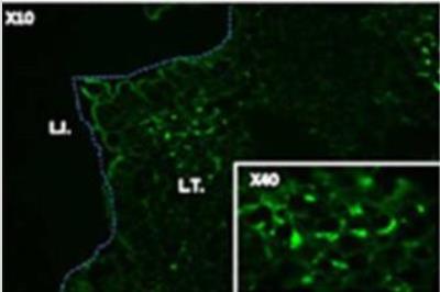 Immunocytochemistry/Immunofluorescence: BST2 Antibody (120G8.04) [DDX0390P-100] - Murine peyer patch: BST-2