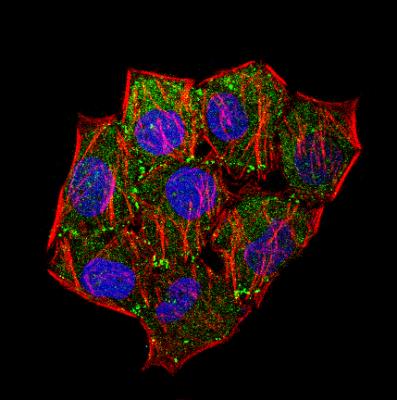 Immunocytochemistry/Immunofluorescence: Laminin Antibody [NB300-144] - IF Confocal analysis of HeLa cells using Laminin antibody (NB300-144, 1:5). An Alexa Fluor 488-conjugated Goat to rabbit IgG was used as secondary antibody (green, A). Actin filaments were labeled with Alexa Fluor 568 phalloidin (red, B). DAPI was used to stain the cell nuclei (blue, C).