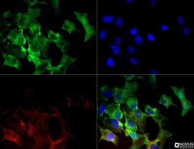 Immunocytochemistry/Immunofluorescence: xCT Antibody [NB300-318] - xCT antibody was tested in HepG2 cells with Dylight 488 (green). Nuclei and alpha-tubulin were counterstained with DAPI (blue) and Dylight 550 (red).