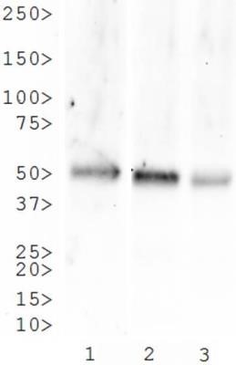 Western Blot: Neurokinin 1 Receptor Antibody [NB300-119] - Analysis of Neurokinin 1 Receptor in 1. human brain lysate, 2. rat brain lysate and 3. monkey brain lysate.
