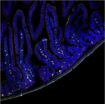Immunocytochemistry/Immunofluorescence: F4/80 Antibody (CI-A3-1) [NB600-404] - Staining of mouse small intestine.