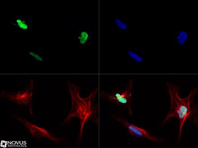 Immunocytochemistry/Immunofluorescence: SOX2 Antibody [NB110-37235] - ICC/IF staining of SOX2 in NTERA2 cells with Dylight 488 (Green). Alpha-tubulin and nuclei were counterstained with Dylight 550 (Red) and DAPI (Blue), respectively.