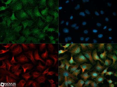 Immunocytochemistry/Immunofluorescence: EGLN1/PHD2 Antibody [NB100-2219] - EGLN1/PHD2 antibody (1:500) was tested in HeLa cells with Dylight 488 (green). Nuclei and alpha-tubulin were counterstained with DAPI (blue) and Dylight 550 (red).