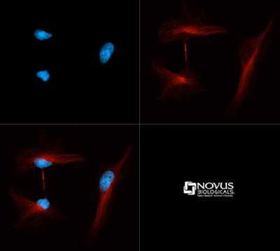 Immunocytochemistry/Immunofluorescence: Tubulin Antibody (YL1/2) [NB600-506] - Tubulin YL1/2 antibody was tested in HeLa cells with Dylight 550 (red). Nuclei were counterstained with DAPI (blue).
