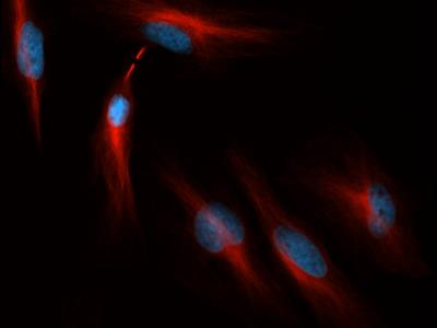 Immunocytochemistry/Immunofluorescence: Tubulin Antibody (YL1/2) [NB600-506] - Tubulin antibody was tested in HeLa cells with Dylight 550 (red). Nuclei were counterstained with DAPI (blue).