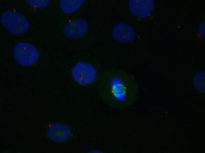 Immunocytochemistry/Immunofluorescence: Tubulin Antibody (YL1/2) [NB600-506] - B-Tubulin staining (488) and Pericentrin (594) in Mitotic Cell. Image from verified customer review.