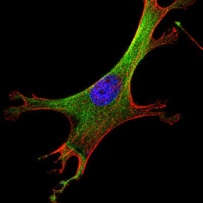 Immunocytochemistry/Immunofluorescence: Tubulin Antibody (YL1/2) [NB600-506] - IF Confocal analysis of NIH/3T3 cells using Tubulin antibody (NB600-506, 1:5). An Alexa Fluor 488-conjugated Goat to rat IgG was used as secondary antibody (green). Actin filaments were labeled with Alexa Fluor 568 phalloidin (red). DAPI was used to stain the cell nuclei (blue).