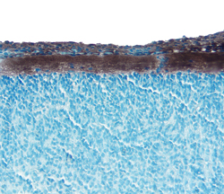 Neuropilin‑1 was detected in immersion fixed frozen sections of embryonic rat spinal cord (15 d.p.c.) using 5 µg/mL Goat Anti‑Rat Neuropilin‑1 Antigen Affinity-purified Polyclonal Antibody (Catalog # AF566) overnight at 4 °C. Tissue was stained with the Anti-Goat HRP-DAB Cell & Tissue Staining Kit (brown; Catalog # CTS008) and counter­stained with hematoxylin (blue). View our protocol for Chromogenic IHC Staining of Frozen Tissue Sections.