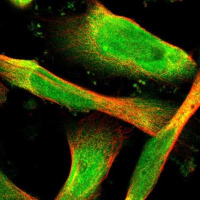 Immunocytochemistry/Immunofluorescence: YANK2 Antibody [NBP1-92600] - Staining of human cell line U-251MG shows positivity in nucleus but not nucleoli & cytoplasm.