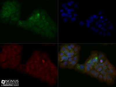 Immunocytochemistry/Immunofluorescence: MTH1 Antibody [NB100-109] - A431 cells were fixed for 10 minutes using 10% formalin and then permeabilized for 5 minutes using 1X TBS + 0.5% Triton-X100. The cells were incubated with anti-MTH1 (NB100-109) at a 1:200 dilution overnight at 4C and detected with an anti-rabbit Dylight 488 (Green) at a 1:500 dilution. Alpha tubulin was used as a co-stain at a 1:1000 dilution and detected with an anti-mouse Dylight 550 (Red) at a 1:500 dilution. Nuclei were counterstained with DAPI (Blue). Cells were imaged using a 40X objective. 