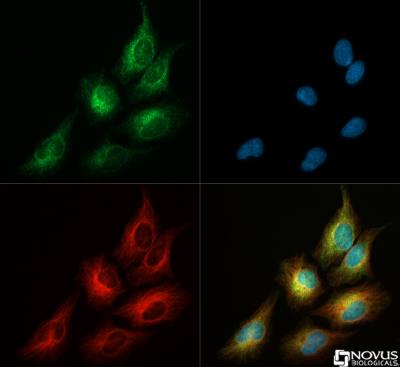 Immunocytochemistry/Immunofluorescence: DRP1 Antibody [NB110-55237] - DRP1 antibody (1:50)  was tested in HeLa cells with Dylight 488 (green). Nuclei and alpha-tubulin were counterstained with DAPI (blue) and Dylight 550 (red). Image objective 40x.