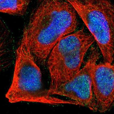 Immunocytochemistry/Immunofluorescence: ACTRT1 Antibody [NBP1-89184] - Staining of human cell line U-2 OS shows positivity in nucleus.