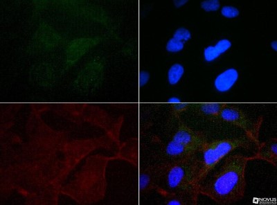 Immunocytochemistry/Immunofluorescence: Calnexin Antibody [NB100-1965] - Antibody was tested at 1:50 in HeLa cells with FITC (green). Nuclei and actin were counterstained with DAPI (blue) and Phalloidin (red).