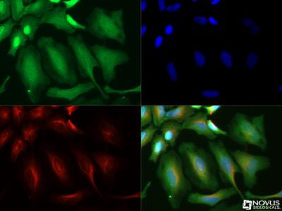 Immunocytochemistry/Immunofluorescence: Calnexin Antibody [NB100-1965] - Calnexin antibody (1:50) was tested in HeLa cells with Dylight 488 (green). Nuclei and alpha-tubulin were counterstained with DAPI (blue) and Dylight 550 (red).