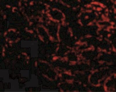 Immunocytochemistry/Immunofluorescence: RIPK3/RIP3 Antibody [NBP1-77299] - Immunofluorescence of RIP3 in Rat Kidney cells with RIP3 antibody at 20 ug/mL.