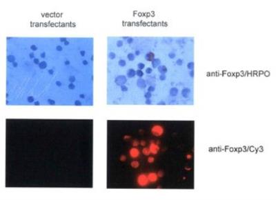 Immunocytochemistry/Immunofluorescence: FoxP3 Antibody [NB100-39002] - FOXP3 Antibody [NB100-39002] - The same transfectants were stained with anti-Foxp3 antibody and HRPO-conjugated (upper panel) or Cy3-conjugated (lower panels) secondary antibody. Representative images (x100) are shown.