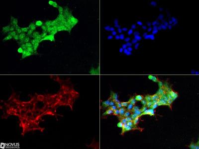 Immunocytochemistry/Immunofluorescence: Notch-1 Antibody (mN1A) [NB100-78486] -  The Notch1 Antibody was tested in HEK293 cells at a 1:50 dilution against Dylight 488 (Green).  Actin was counterstained against Phalloidin 568 (Red) and cells were mounted in DAPI Flouromount (Blue).