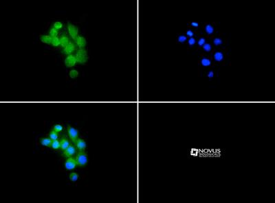 Immunocytochemistry/Immunofluorescence: FPRL1 Antibody [NLS1878] - FPRL1 antibody was tested in Raw264.7 cells with Dylight 488 (green). Nuclei were counterstained with DAPI (blue). 