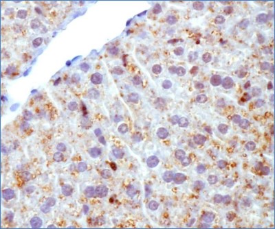 Immunocytochemistry/Immunofluorescence: Perilipin-2/ADFP Antibody [NB110-40877] - ADFP antibody was tested in mouse liver using DAB with hematoxylin counterstain.