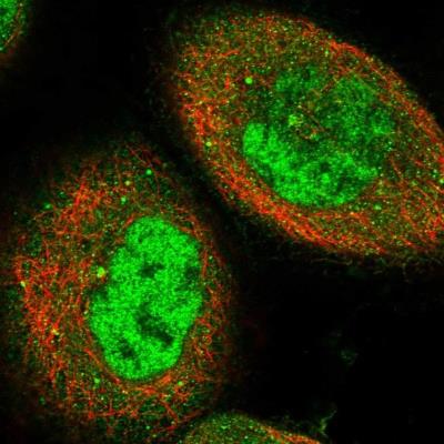 Immunocytochemistry/ Immunofluorescence: C16orf73 Antibody [NBP2-14384] -  Staining of human cell line A-431 shows positivity in nucleus but not nucleoli, cytoplasm & centrosome.