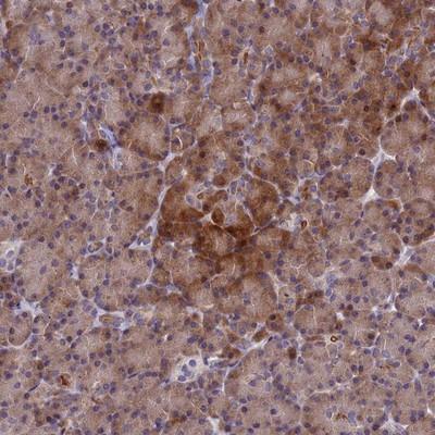 Immunohistochemistry-Paraffin: C16orf73 Antibody [NBP2-14384] - Staining of human pancreas shows moderate cytoplasmic positivity in exocrine glandular cells.