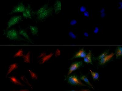 Immunocytochemistry/Immunofluorescence: MAT2A Antibody [NB110-94158] - MAT2A antibody was tested in HepG2 cells with Dylight 488 (green). Nuclei and alpha-tubulin were counterstained with DAPI (blue) and Dylight 550 (red).