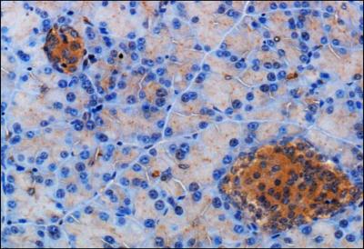 Immunohistochemistry-Paraffin: Somatostatin Receptor 2 Antibody [NB300-157] - IHC staining of Somatostatin Receptor 2 in mouse pancreas using DAB with hematoxylin counterstain.