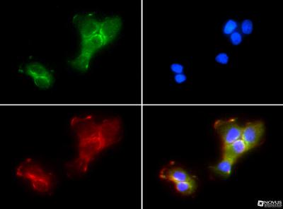 Immunocytochemistry/Immunofluorescence: GPIHBP1 Antibody [NB110-41537] - Gpihbp1 antibody was tested in A431 cells with FITC (green). Nuclei and alpha-tubulin were counterstained with Dapi (blue) and Dylight 550 (red).