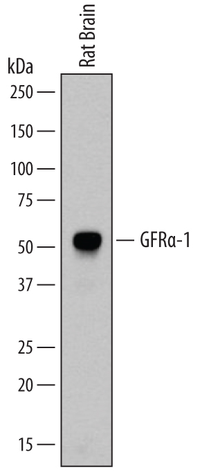 Western blot shows lysates of rat brain tissue. PVDF membrane was probed with 0.2 µg/mL of Goat Anti-Rat GFR alpha ‑1/GDNF R alpha ‑1 Antigen Affinity-purified Polyclonal Antibody (Catalog # AF560) followed by HRP-conjugated Anti-Goat IgG Secondary Antibody (Catalog # HAF109). A specific band was detected for GFR alpha ‑1/GDNF R alpha ‑1 at approximately 52 kDa (as indicated). This experiment was conducted under non-reducing conditions and using Immunoblot Buffer Group 1.