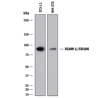 Western blot shows lysates of 3T3‑L1 mouse embryonic fibroblast adipose-like cell line and NIH-3T3 mouse embryonic fibroblast cell line. PVDF membrane was probed with 0.25 µg/mL of Goat Anti-Mouse VCAM‑1/CD106 Antigen Affinity-purified Polyclonal Antibody (Catalog # AF643) followed by HRP-conjugated Anti-Goat IgG Secondary Antibody (Catalog # HAF017). A specific band was detected for VCAM‑1/CD106 at approximately 95 kDa (as indicated). This experiment was conducted under reducing conditions and using Immunoblot Buffer Group 1. 