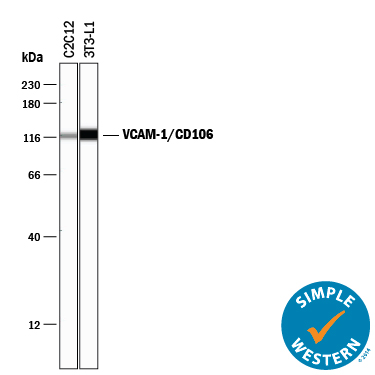 Simple Western lane view shows lysates of C2C12 mouse myoblast cell line and 3T3‑L1 mouse embryonic fibroblast adipose-like cell line, loaded at 0.2 mg/mL. A specific band was detected for VCAM‑1/CD106 at approximately 116 kDa (as indicated) using 1 µg/mL of Goat Anti-Mouse VCAM‑1/CD106 Antigen Affinity-purified Polyclonal Antibody (Catalog # AF643) followed by 1:50 dilution of HRP-conjugated Anti-Goat IgG Secondary Antibody (Catalog # HAF109). This experiment was conducted under reducing conditions and using the 12-230 kDa separation system.
