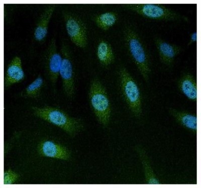 Immunocytochemistry/Immunofluorescence: NFAT5 Antibody [NB120-3446] - Analysis of NFAT5 using anti-NFAT5 polyclonal antibody (shown in green) in HeLa cells.