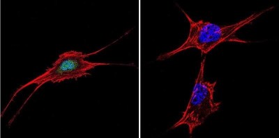 Immunocytochemistry/Immunofluorescence: NFAT5 Antibody [NB120-3446] - Analysis of NFAT5 in NIH-3T3 Cells. Cells were grown on chamber slides and fixed with formaldehyde prior to staining. Cells were probed without (control) or with a NFAT5 polyclonal antibody at a dilution of 1:20 overnight at 4C, washed with PBS and incubated with a DyLight-488 conjugated secondary antibody. NFAT5 staining (green), F-Actin staining with Phalloidin (red) and nuclei with DAPI (blue) is shown.