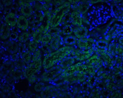 Immunocytochemistry/Immunofluorescence: TRAIL R4/TNFRSF10D/DcR2 Antibody [NBP1-76985] - Analysis of DcR2 in mouse kidney tissue withDcR2 antibody at 20 ug/ml.