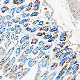 CCL11/Eotaxin  was detected in perfusion fixed frozen sections of mouse colon using Goat  Anti-Mouse CCL11/Eotaxin Antigen Affinity-purified Polyclonal Antibody  (Catalog # AF-420-NA) at 15 µg/mL overnight at  4 °C. Tissue was stained using the Anti-Goat HRP-DAB Cell  & Tissue Staining Kit  (brown;  Catalog # CTS008)  and counterstained with hematoxylin (blue). Specific staining was localized  to cytoplasm. View our protocol for Chromogenic  IHC Staining of Frozen Tissue Sections. 
