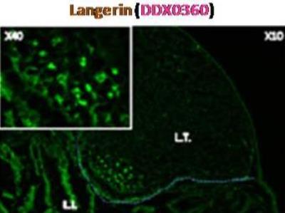 Immunocytochemistry/Immunofluorescence: Langerin/CD207 Antibody (808E10.01) [DDX0360P-100] - Murine peyer patch - Langerin