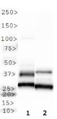 Western Blot: Melatonin Receptor 1B Antibody [NLS932] - Analysis of 1. HepG2 and 2. A431.