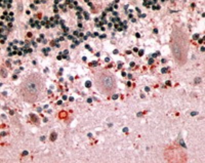 Immunohistochemistry-Paraffin: Melatonin Receptor 1B Antibody [NLS932] - Analysis of  Human Brain.  8 ug/ ml.