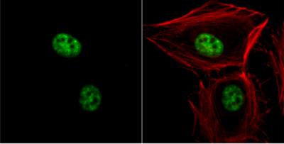 Immunocytochemistry/Immunofluorescence: hHpr1-p84-Thoc1 Antibody (5E10) [NB100-174] - HeLa cells were fixed in 4% paraformaldehyde at RT for 15 min. Green: p84 protein stained by p84 antibody [5E10]  diluted at 1:500.Red: phalloidin, a cytoskeleton marker, stained by phalloidin (invitrogen, A12380) diluted at 1:200.