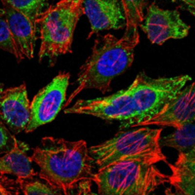Immunocytochemistry/Immunofluorescence: ABCG2 Antibody (3G8) [NBP2-22124] - Immunofluorescence analysis of Hela cells using ABCG2 mouse mAb (green). Blue: DRAQ5 fluorescent DNA dye. Red: Actin filaments have been labeled with Alexa Fluor-555 phalloidin.
