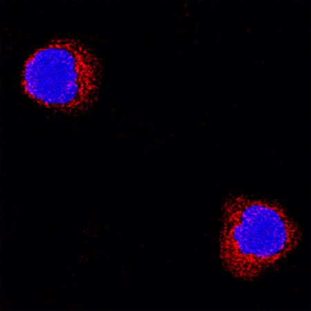 TNF‑ alpha was detected in immersion fixed rat splenocytes using Goat Anti-Rat TNF‑ alpha Antigen Affinity-purified Polyclonal Antibody(Catalog # AF-510-NA) at 15 µg/mL for 3 hours at room temperature. Cells were stained using the NorthernLights™ 557-conjugated Anti-Goat IgG Secondary Antibody (red; Catalog # NL001) and counterstained with DAPI (blue). Specific staining was localized to cytoplasmic. View our protocol for Fluorescent ICC Staining of Non-adherent Cells.